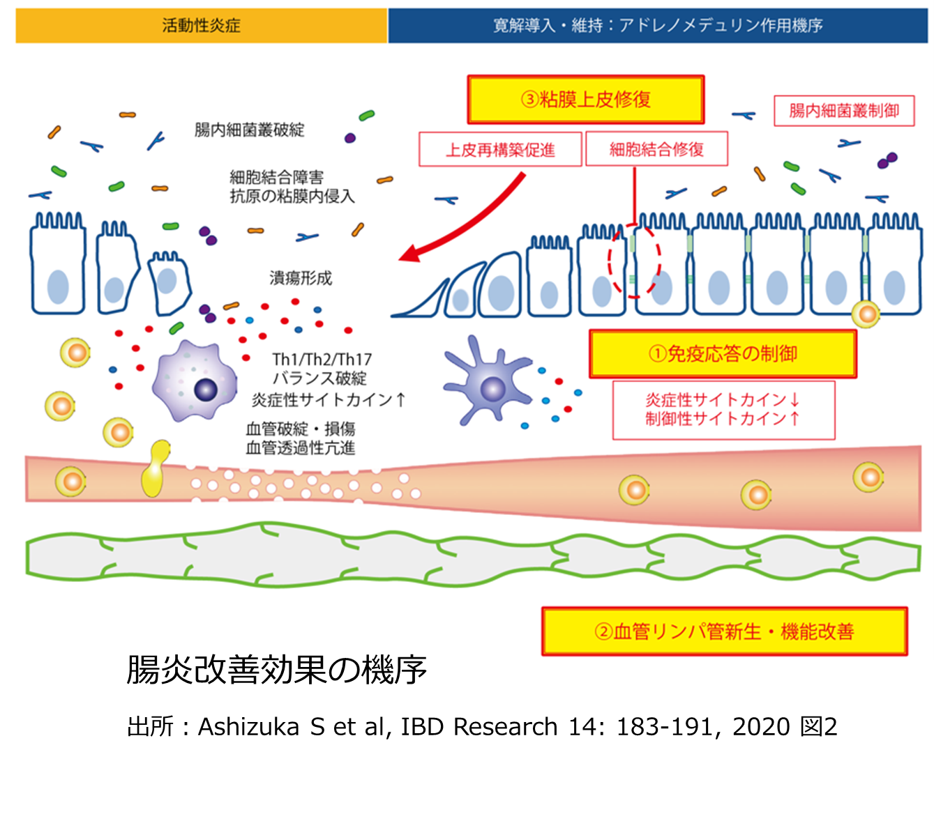 腸炎改善効果の機序